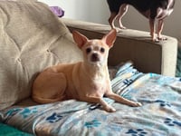 Bella - Photo 3