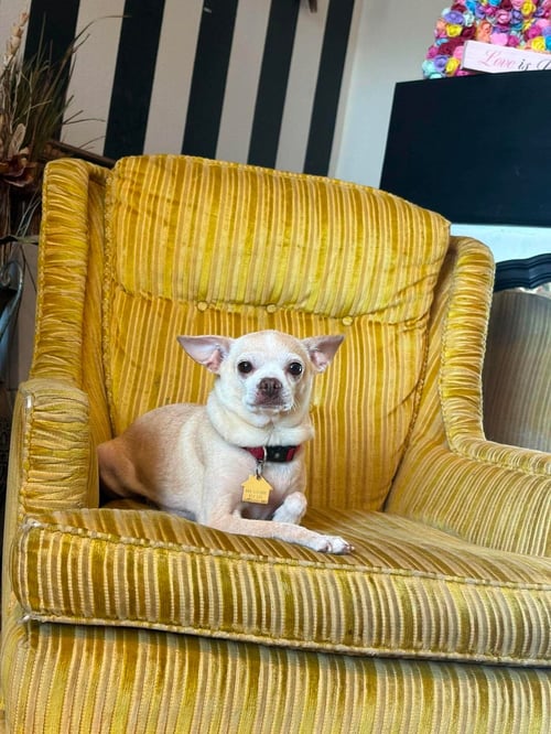 BELLA - Chihuahua available for adoption