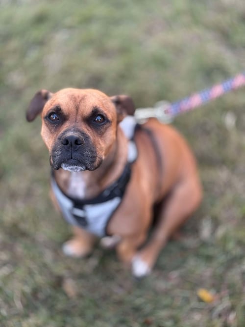 MAX - Staffordshire Bull Terrier available for adoption