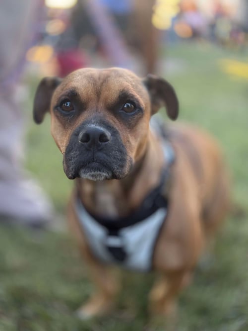 MAX - Staffordshire Bull Terrier available for adoption