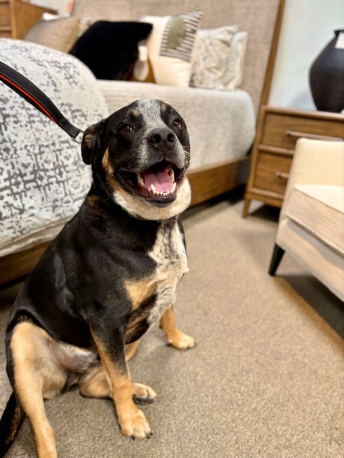 CISCO - Queensland Heeler / American Pit Bull Terrier available for adoption