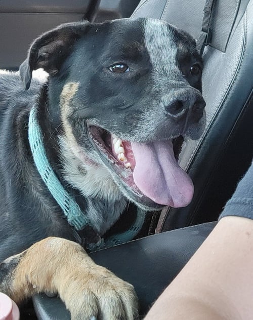 CISCO - Queensland Heeler / American Pit Bull Terrier available for adoption