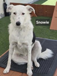 Snowie - Photo 1