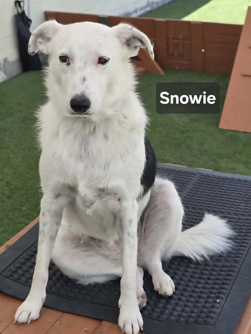 SNOWIE - Border Collie / Great Pyrenees for adoption in Visalia