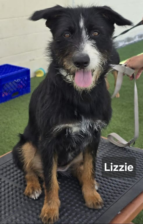 Lizzie Image