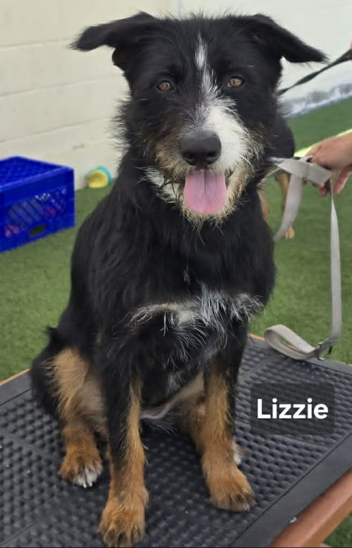 LIZZIE - Schnauzer / German Shepherd Dog for adoption in Visalia