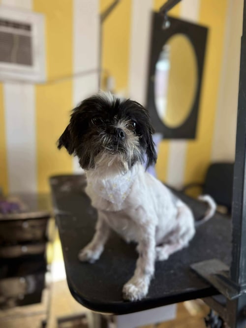 PEARCE - Shih Tzu available for adoption
