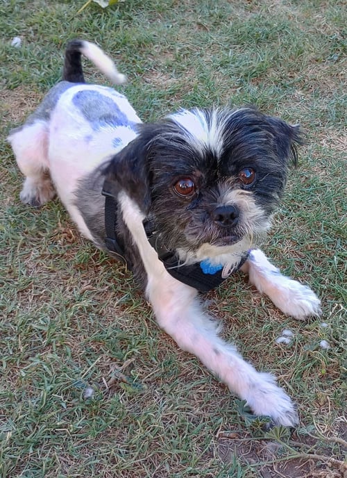 PEARCE - Shih Tzu available for adoption