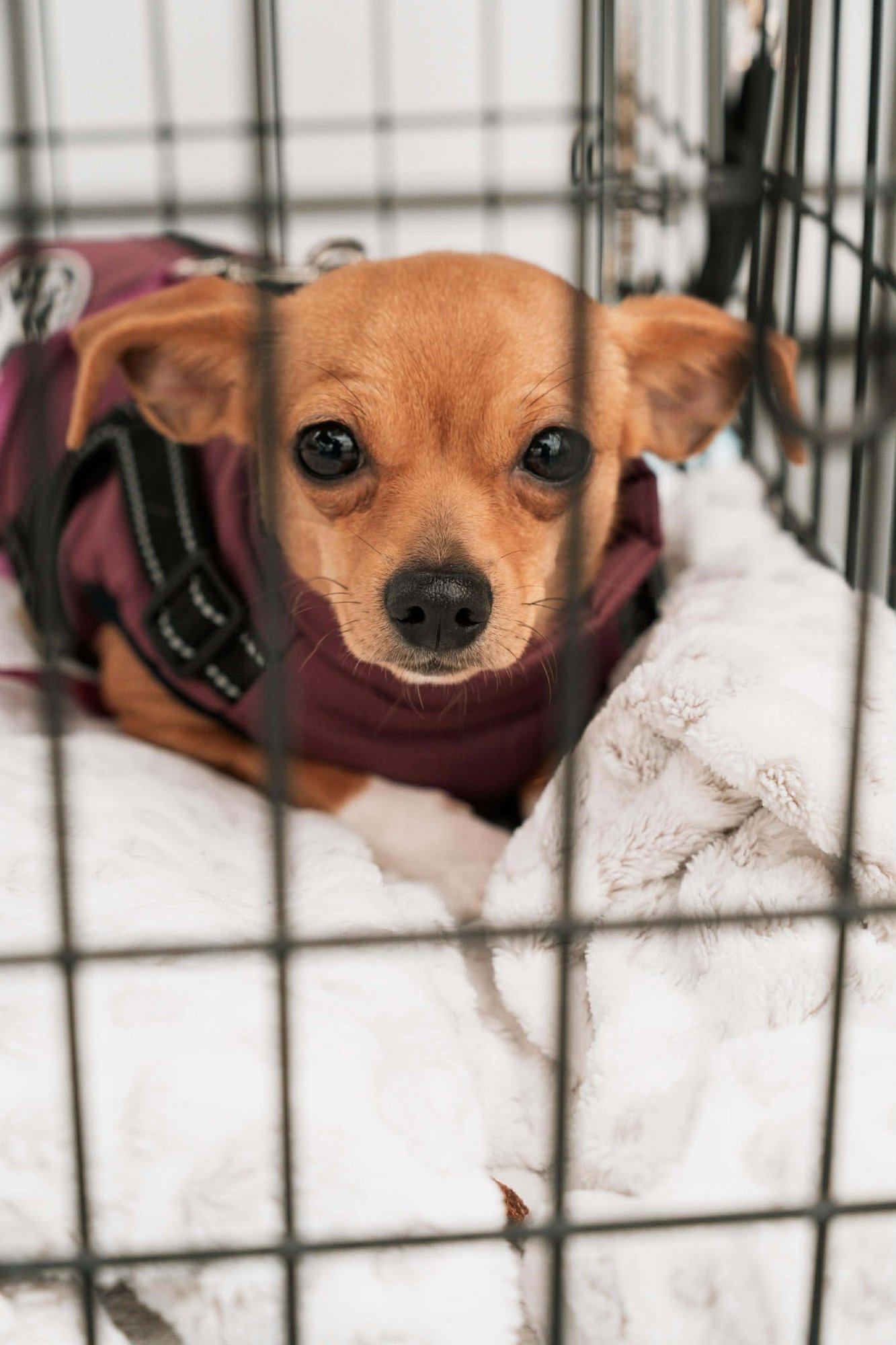 PIXIE - Chihuahua available for adoption