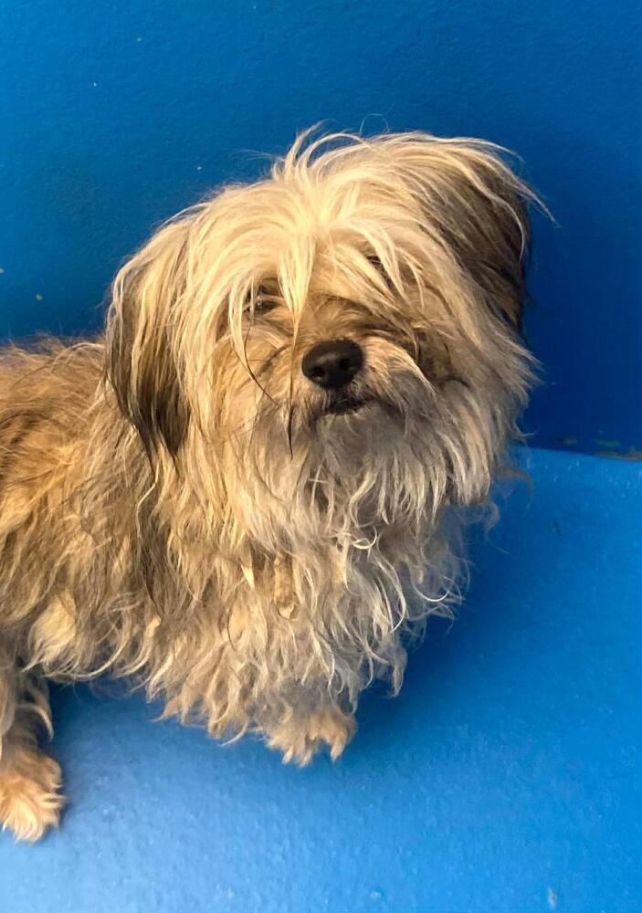 PUFFALUMP - Shih Tzu / Terrier available for adoption