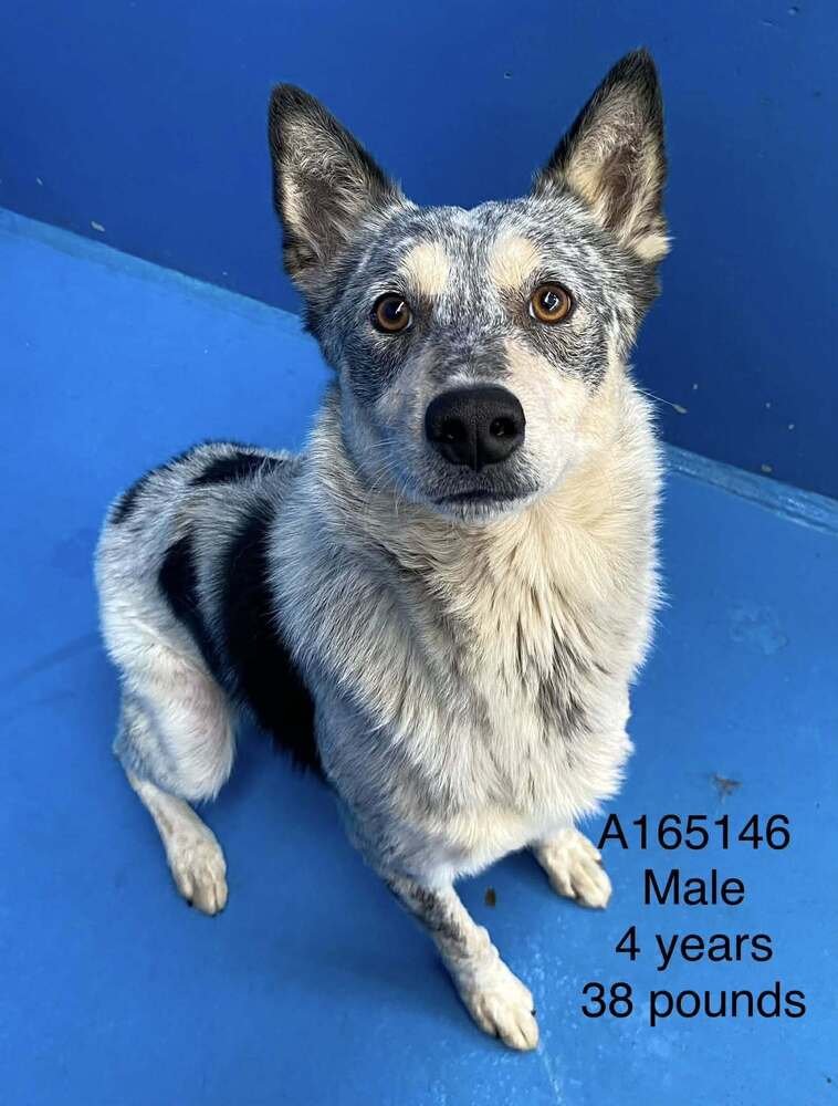 FURBY - Australian Cattle Dog/Blue Heeler / Terrier available for adoption