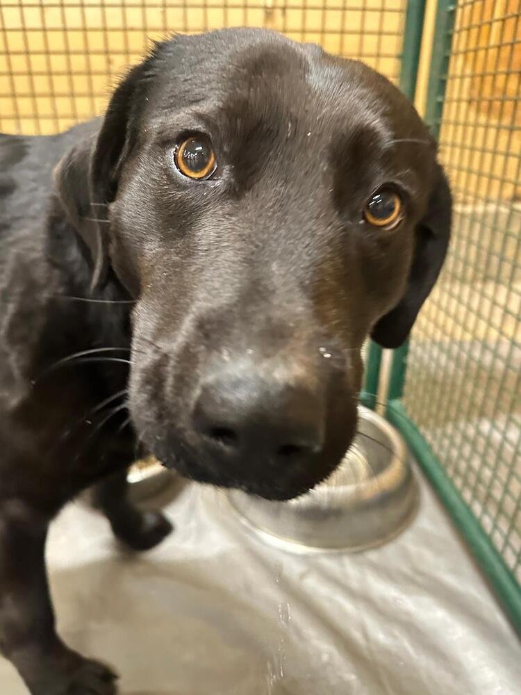 KIAH - Labrador Retriever / Terrier available for adoption