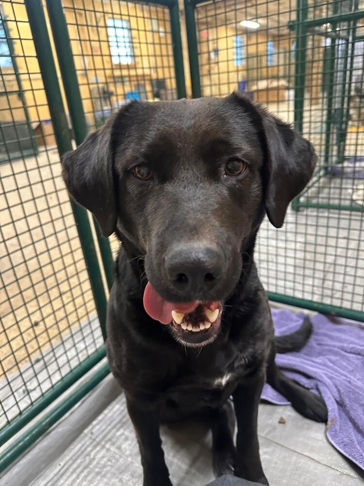 KIAH - Labrador Retriever / Terrier available for adoption