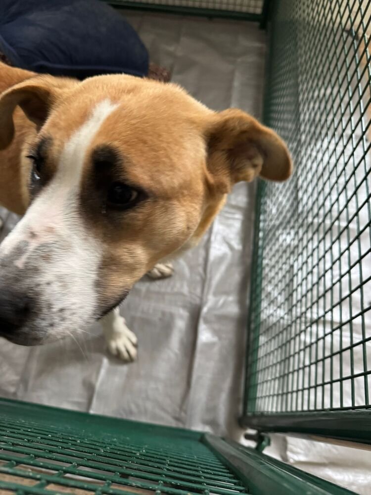 BABY GIRL - Black Mouth Cur / Terrier available for adoption