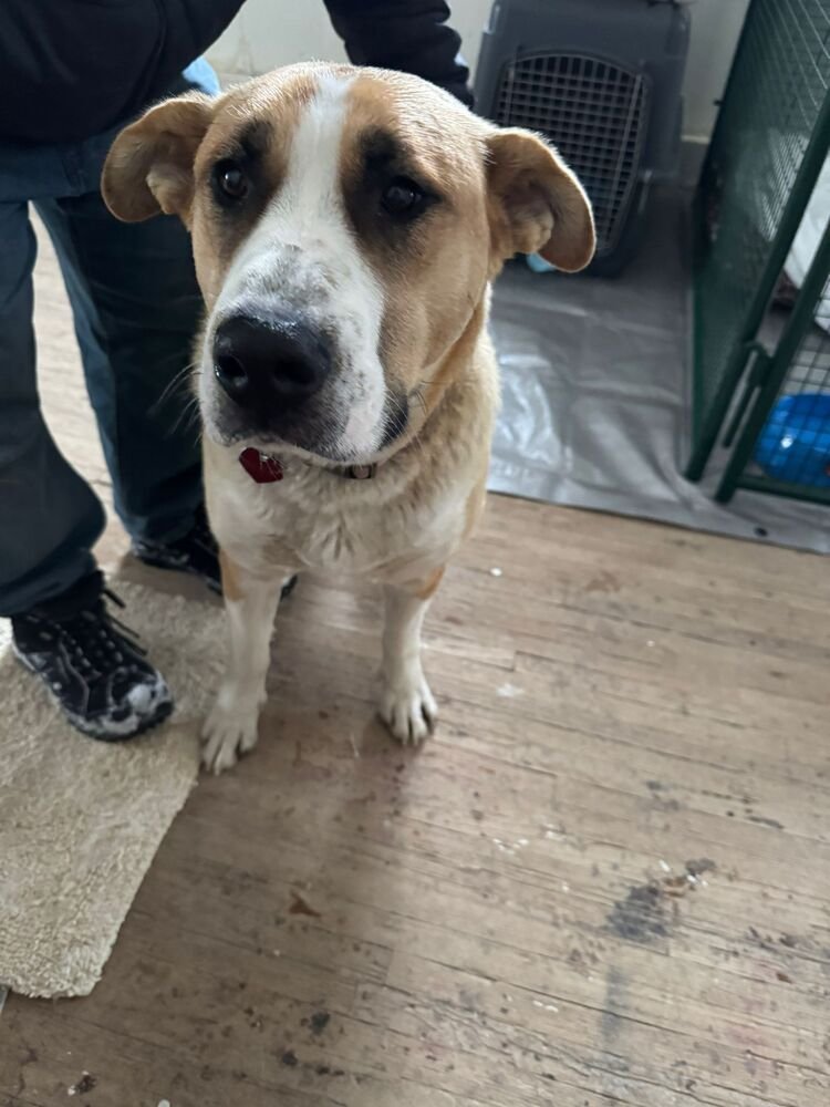 BABY GIRL - Black Mouth Cur / Terrier available for adoption