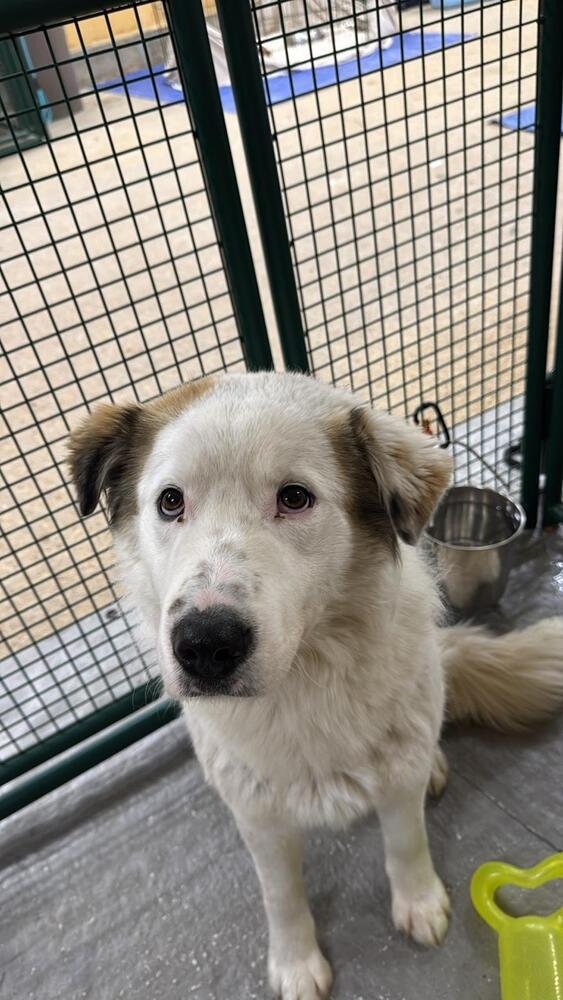 LIAM - Australian Shepherd / Terrier available for adoption