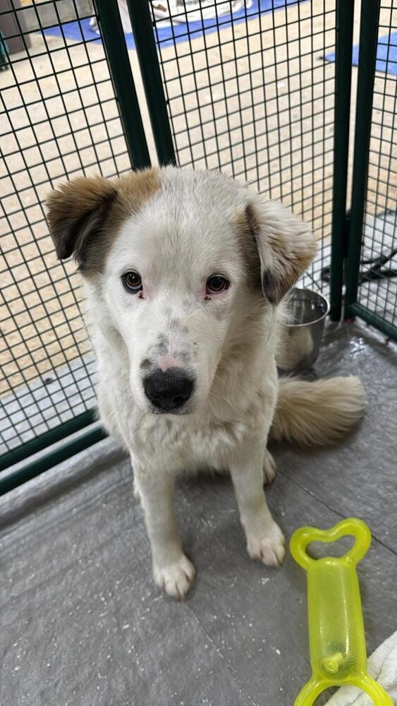 LIAM - Australian Shepherd / Terrier available for adoption