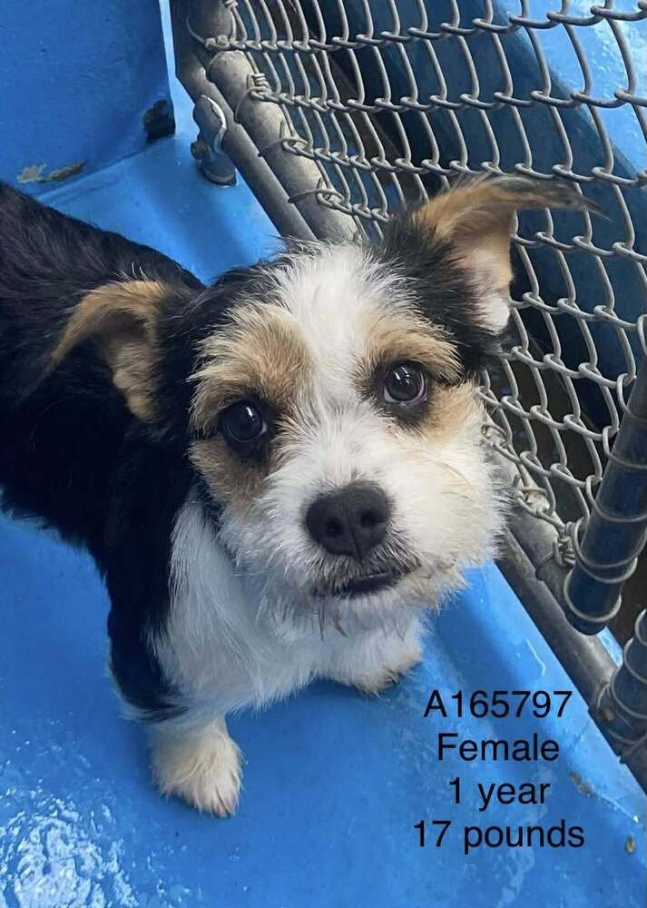 POLLY POCKET - Terrier / Terrier available for adoption