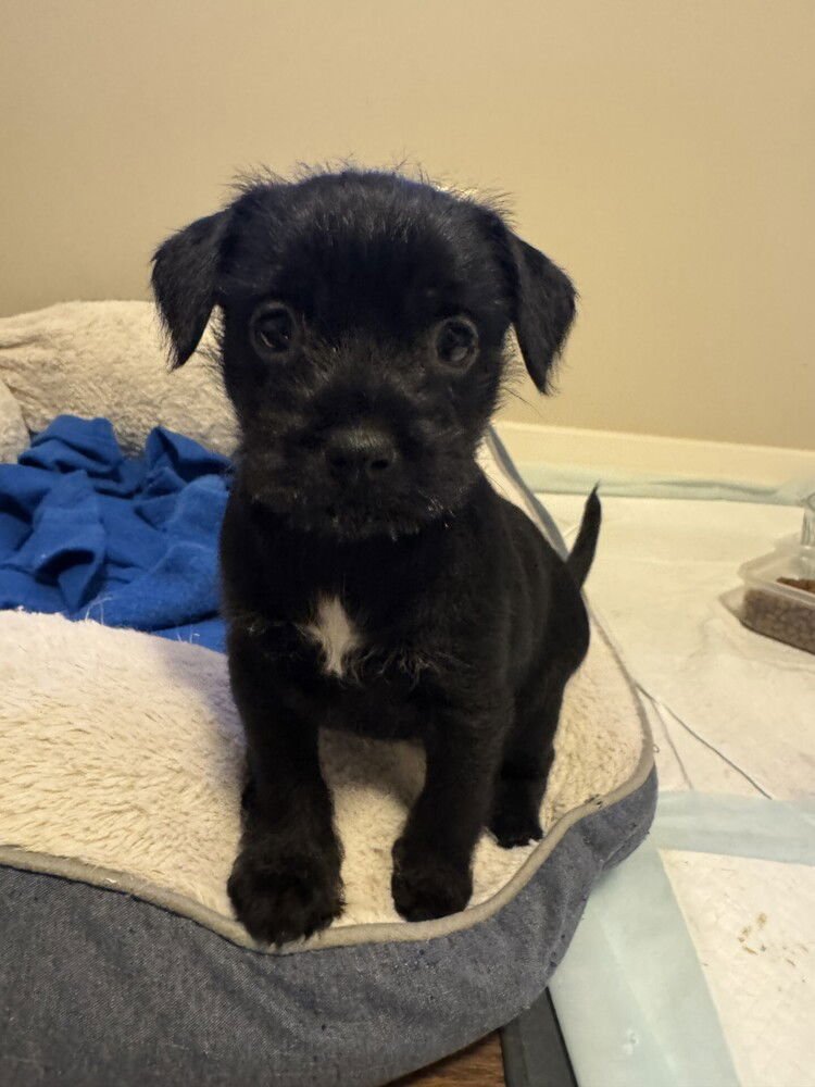 MAHALO - Chihuahua / Dachshund available for adoption