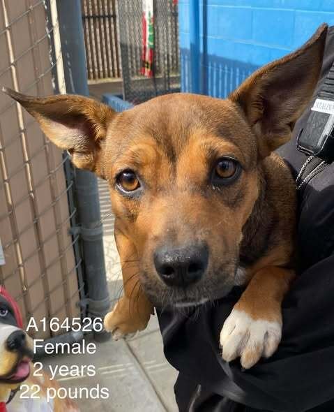 GRAZIE - Chihuahua / Terrier available for adoption