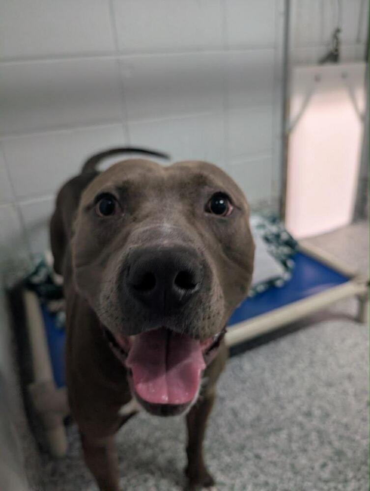 RANGER - Staffordshire Bull Terrier / American Staffordshire Terrier available for adoption