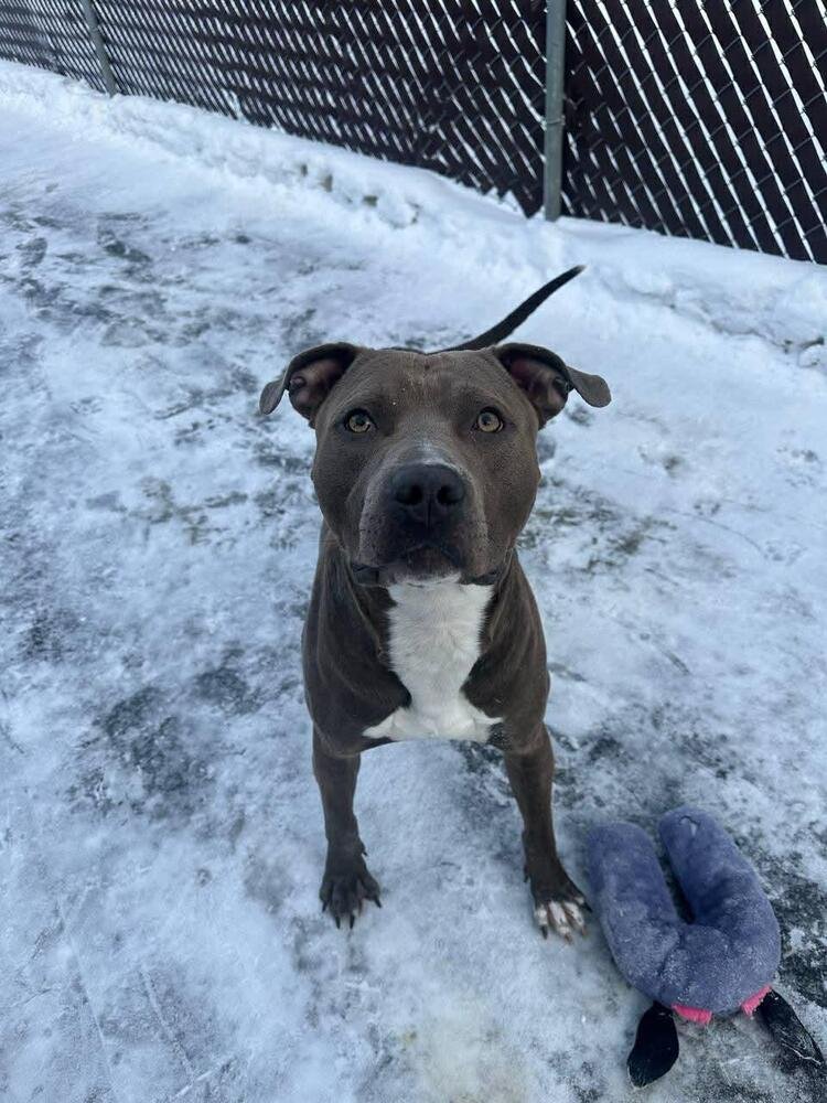 RANGER - Staffordshire Bull Terrier / American Staffordshire Terrier available for adoption