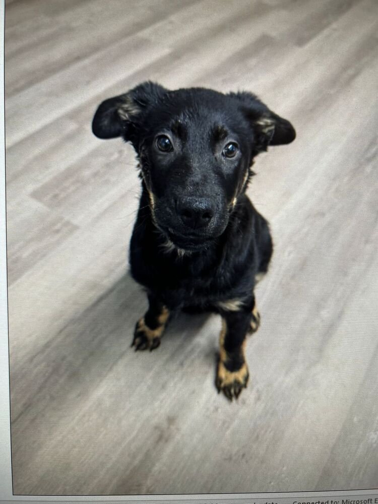 COLBY - Shepherd / Terrier available for adoption