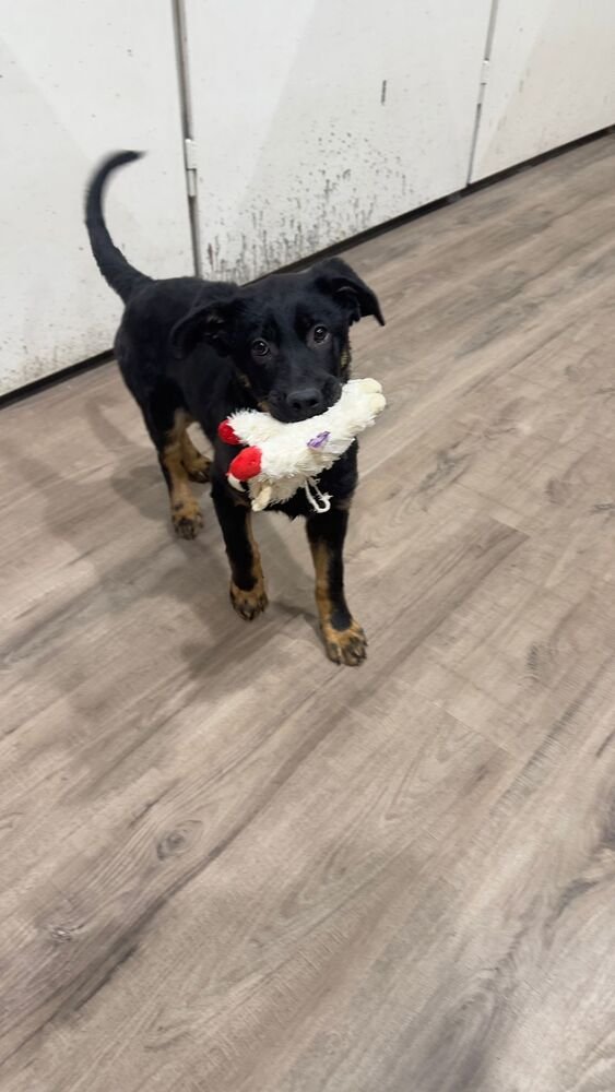 COLBY - Shepherd / Terrier available for adoption