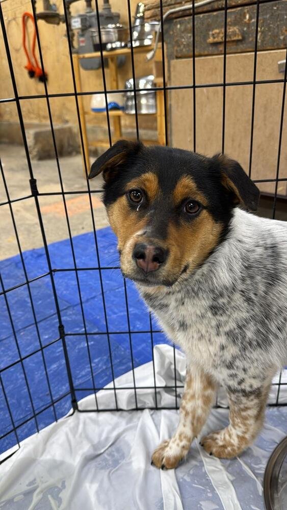 ROO - Australian Shepherd / Terrier available for adoption