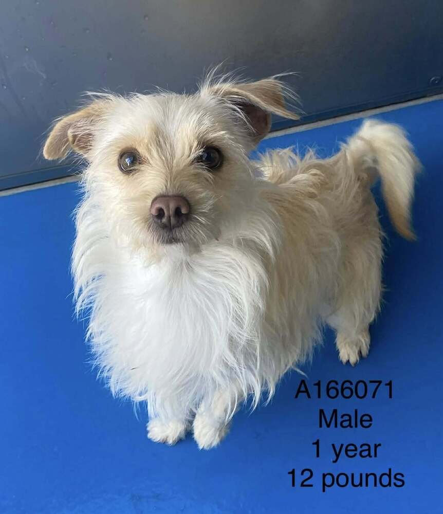 NERF - Terrier / Terrier available for adoption