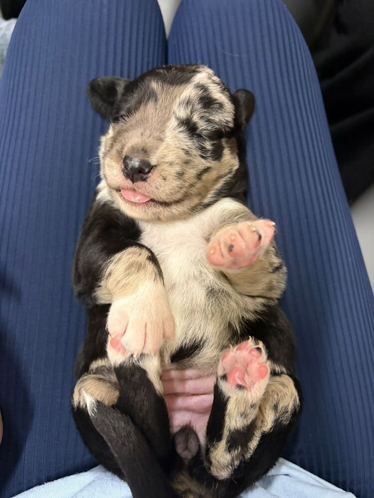 PINKIE PIE - Collie / Shepherd available for adoption