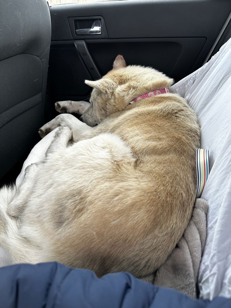 TRE - Labrador Retriever / Husky available for adoption