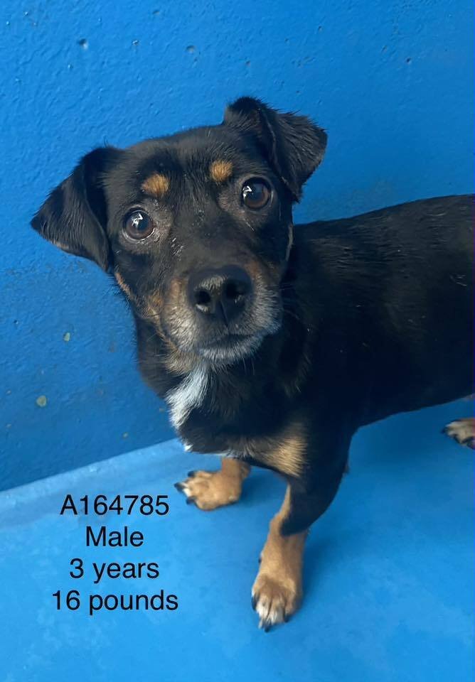 SLINKY - Dachshund / Terrier available for adoption