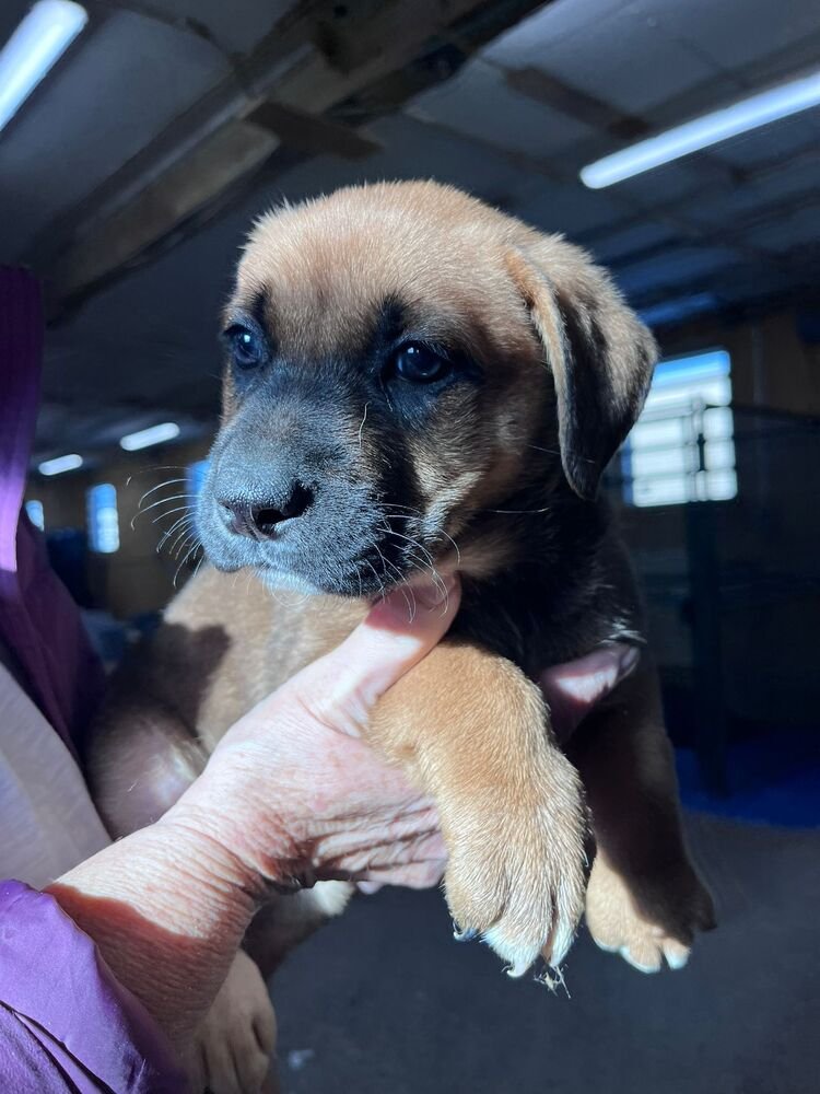 ATHABASCA - Labrador Retriever / Shepherd available for adoption