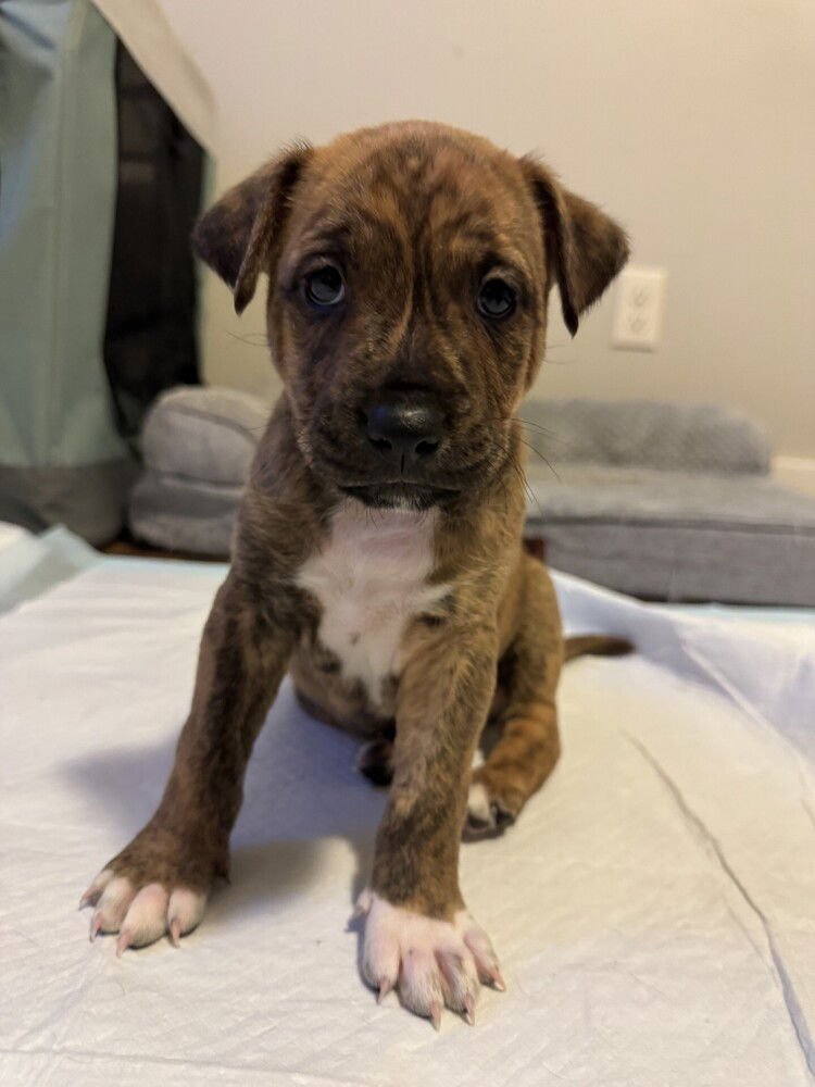 TACK - Chihuahua / Dachshund available for adoption