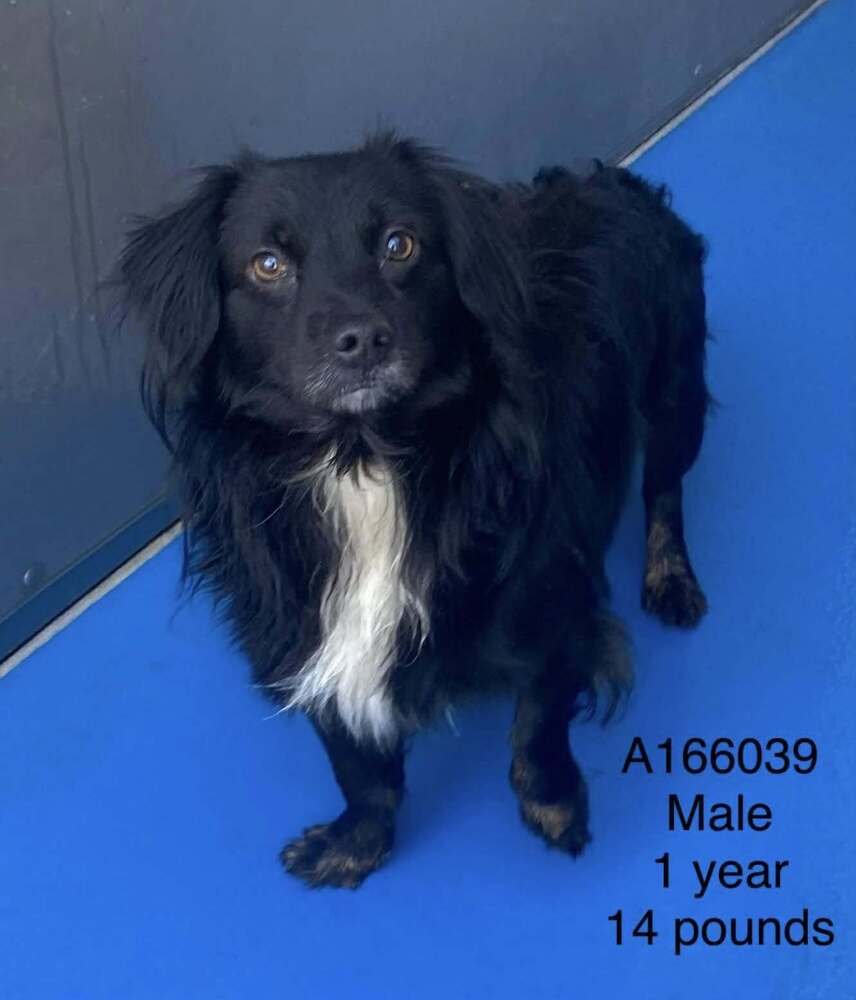 RUBIK'S CUBE - Dachshund / Terrier available for adoption