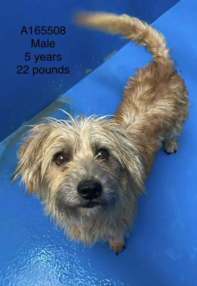 TEDDY RUXPIN - Chihuahua / Terrier available for adoption