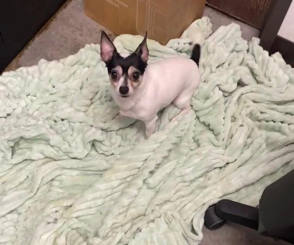 STRETCH ARMSTRONG - Chihuahua / Terrier available for adoption