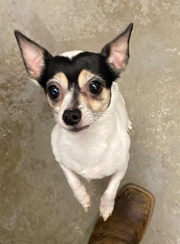 STRETCH ARMSTRONG - Chihuahua / Terrier available for adoption