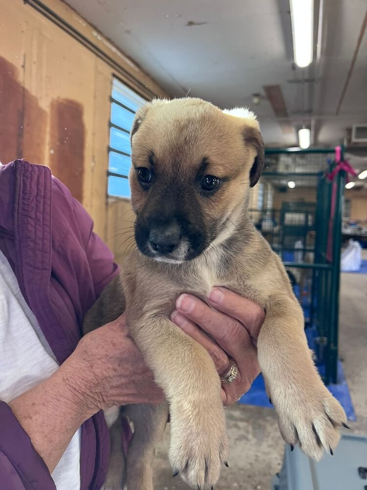 COLUMBIA - Labrador Retriever / Shepherd available for adoption