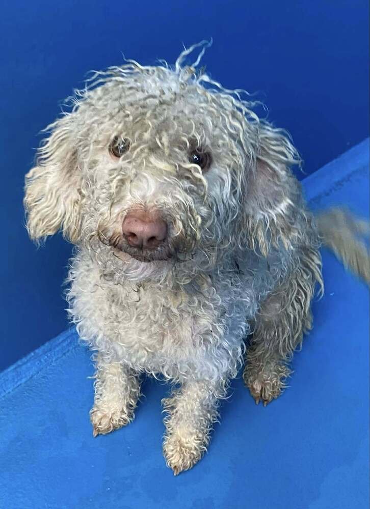MONCHICHI - Poodle (Miniature) / Terrier available for adoption