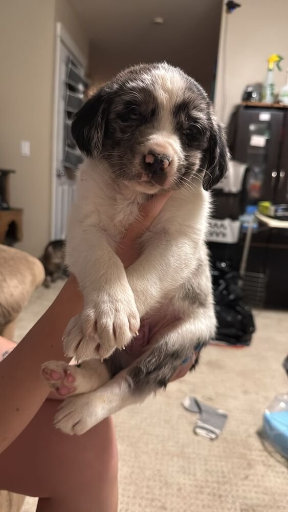 DR. HOOVES - Collie / Shepherd available for adoption