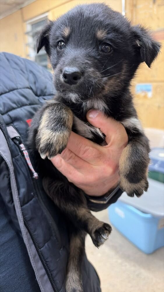 WOOBAT - Shepherd / Terrier available for adoption