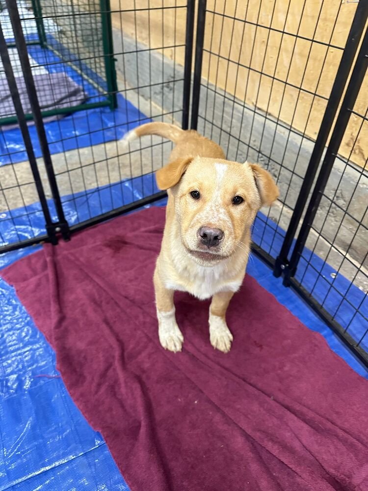 FRESCO - Shepherd / Labrador Retriever available for adoption