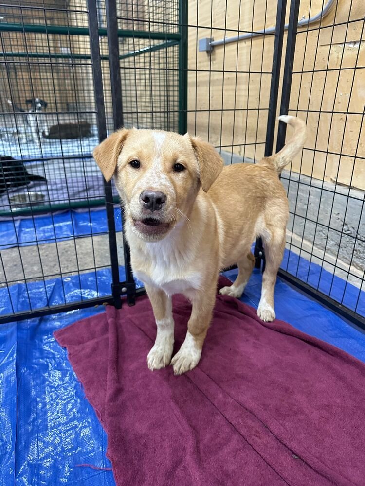 FRESCO - Shepherd / Labrador Retriever available for adoption