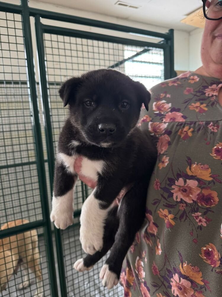 VAL - Black Mouth Cur / Terrier available for adoption