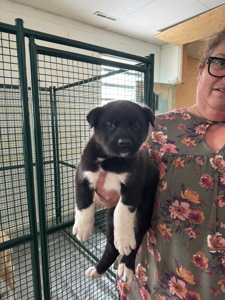 VAL - Black Mouth Cur / Terrier available for adoption