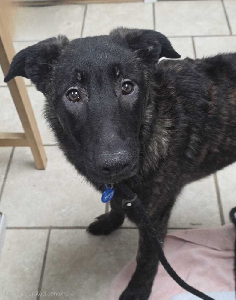 LOLA - Belgian Shepherd Malinois / Dutch Shepherd available for adoption