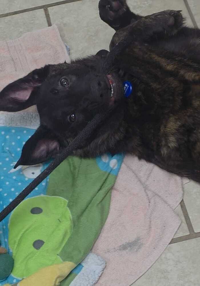 LOLA - Belgian Shepherd Malinois / Dutch Shepherd available for adoption