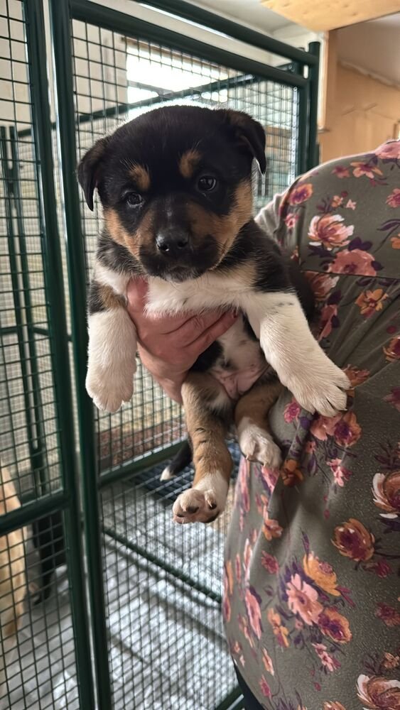 EMMA - Black Mouth Cur / Terrier available for adoption